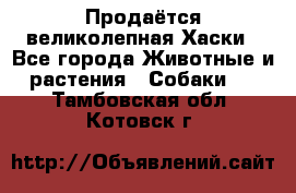 Продаётся великолепная Хаски - Все города Животные и растения » Собаки   . Тамбовская обл.,Котовск г.